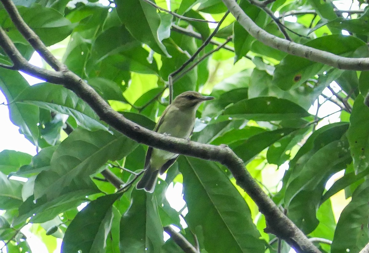 Black-whiskered Vireo - Randall Siebert