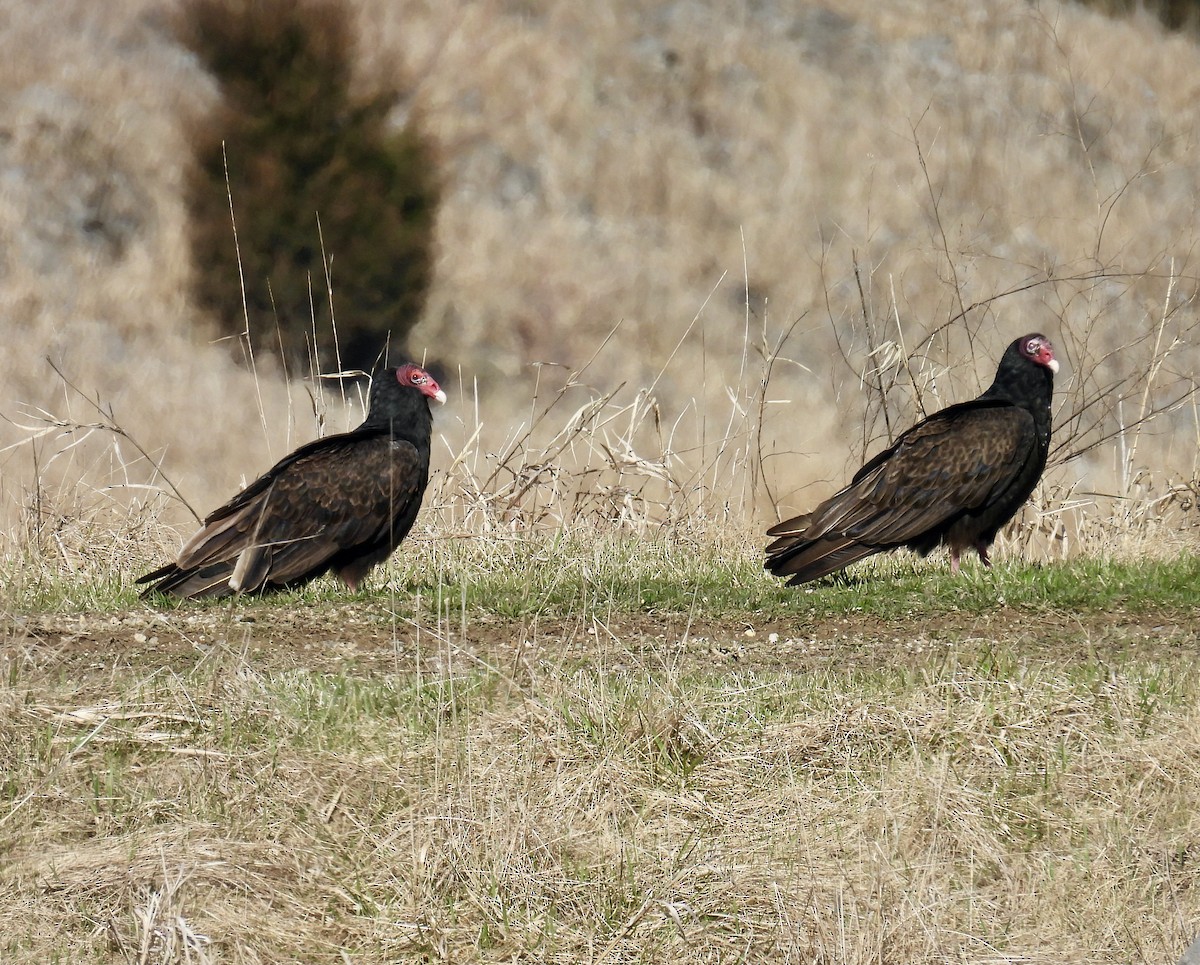 Turkey Vulture - ML554607481