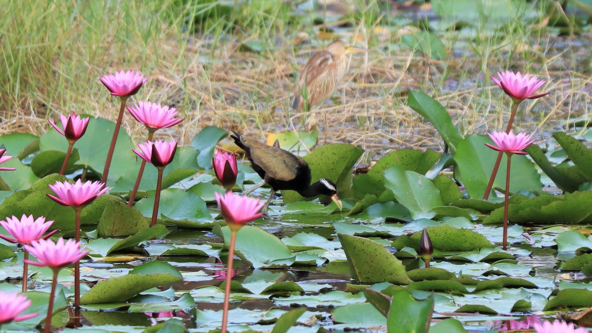 Bronze-winged Jacana - ML554607591