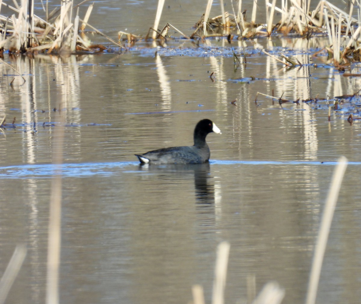 American Coot - ML554607601