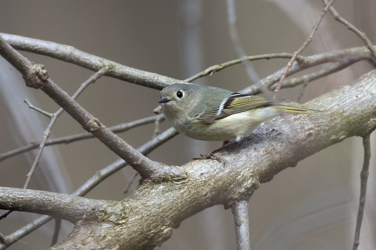 Ruby-crowned Kinglet - Barry Marsh