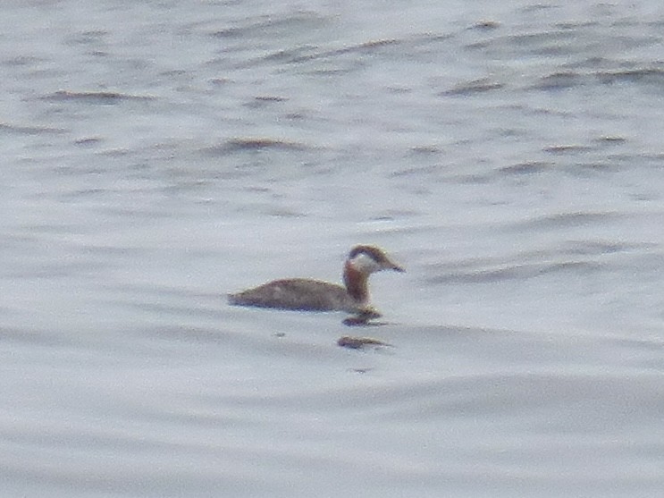 Red-necked Grebe - ML554609091