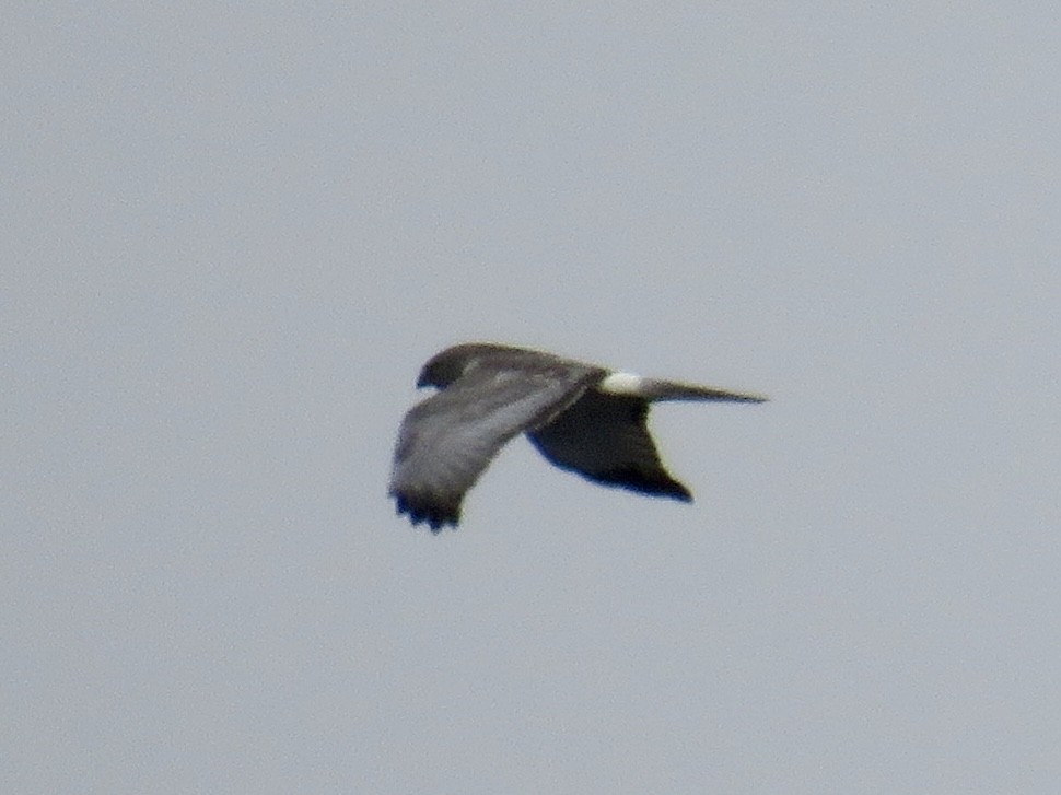 Northern Harrier - ML554609311