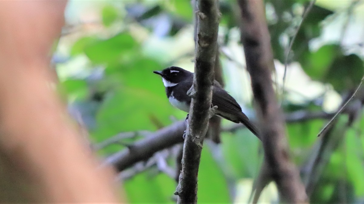 Malaysian Pied-Fantail - ML554609541