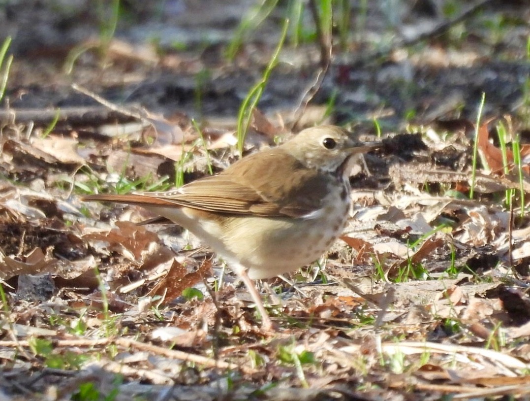 Hermit Thrush - ML554609561