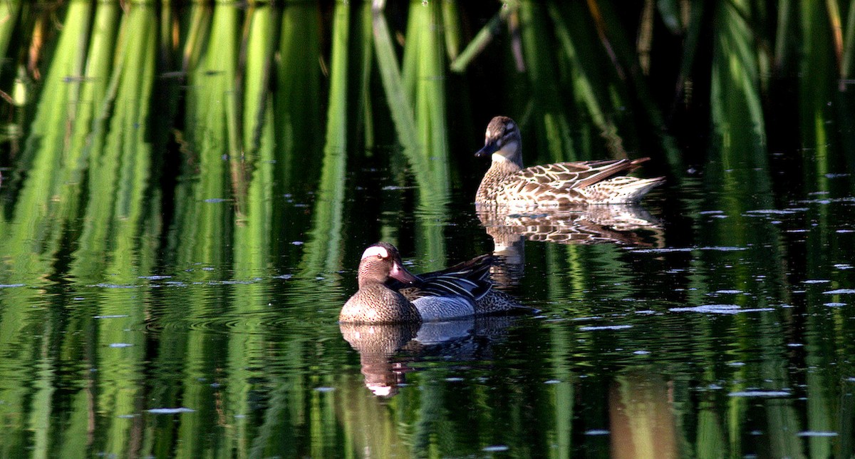 Garganey/Green-winged Teal - ML55460961