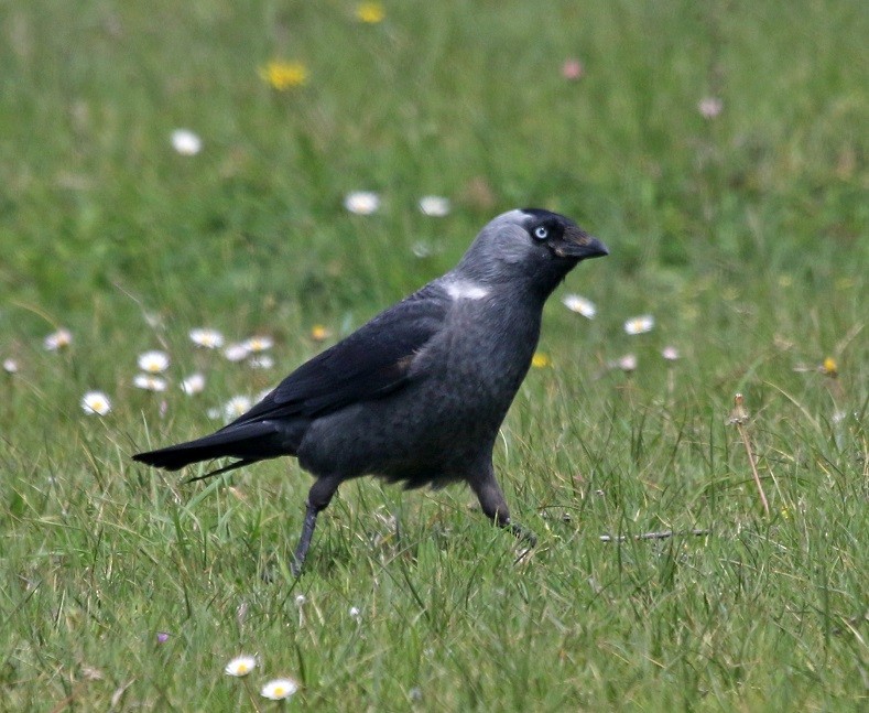 Eurasian Jackdaw - ML554610831