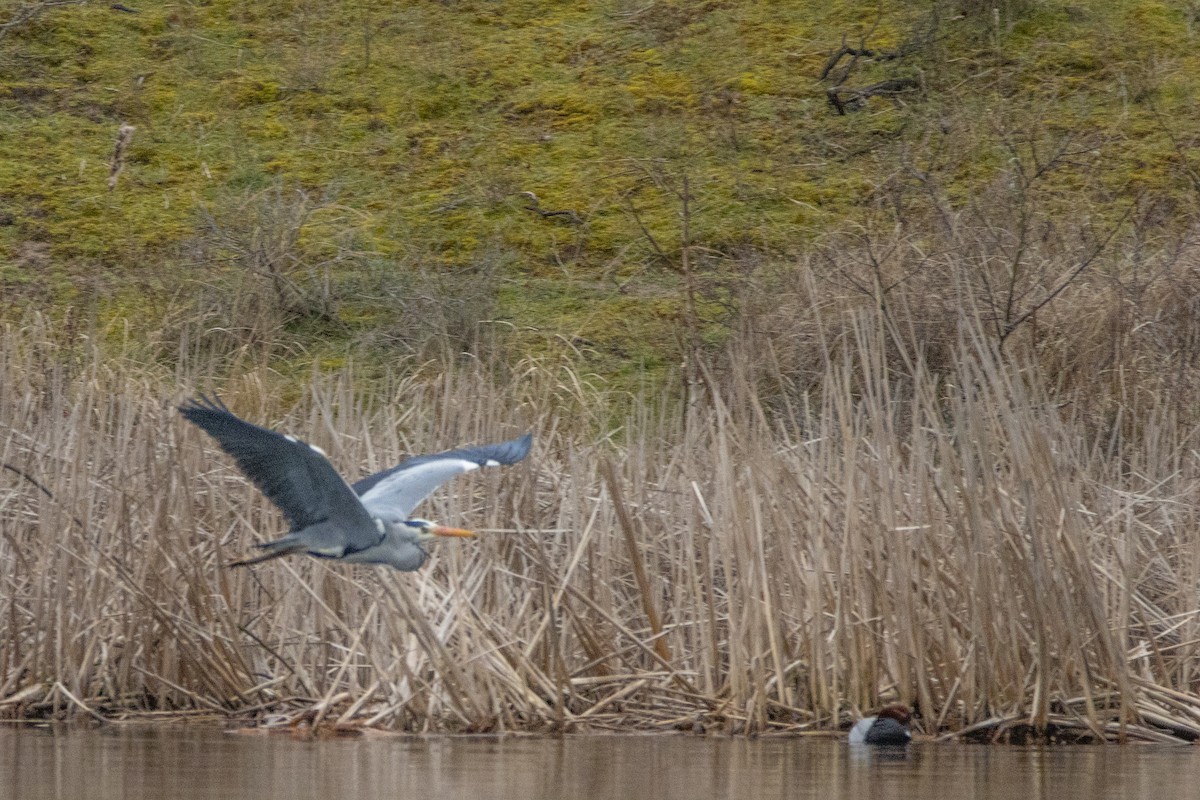 Gray Heron - ML554611351