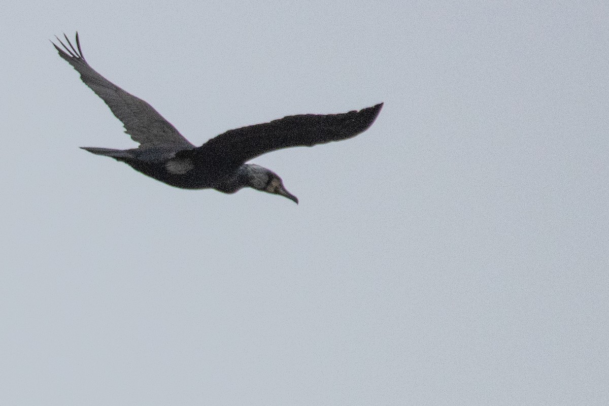 Great Cormorant - ML554611421