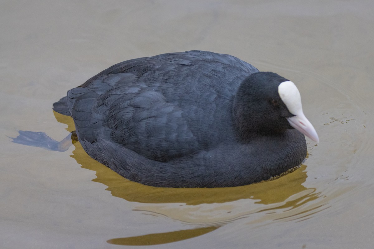Eurasian Coot - ML554611531