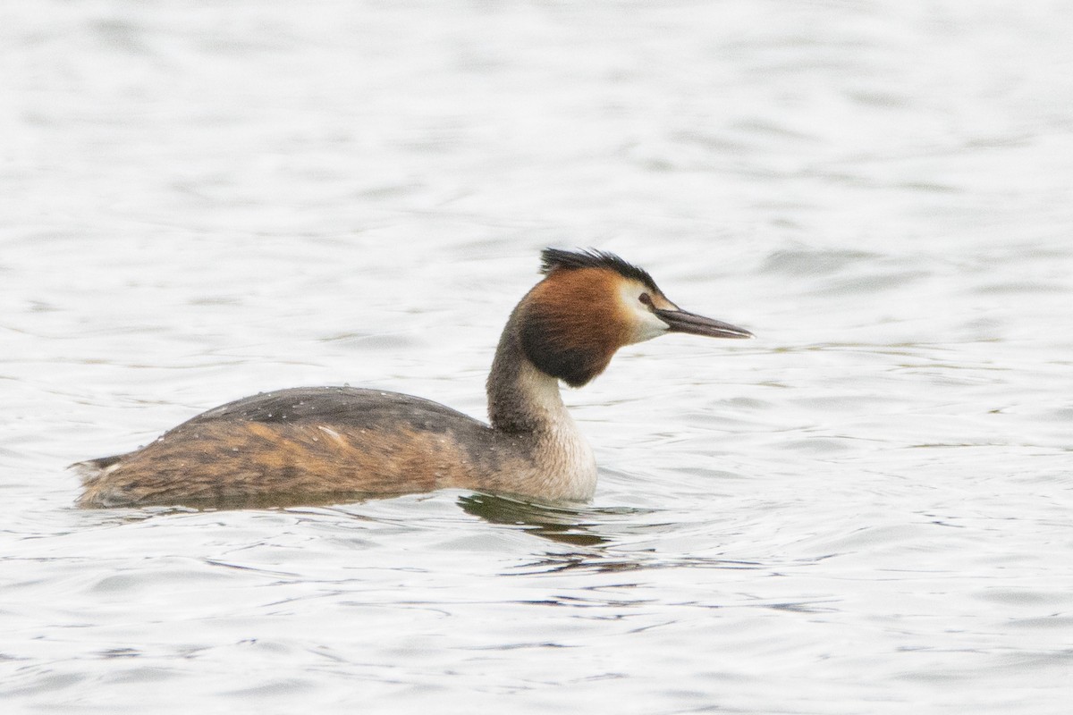 Great Crested Grebe - ML554611671