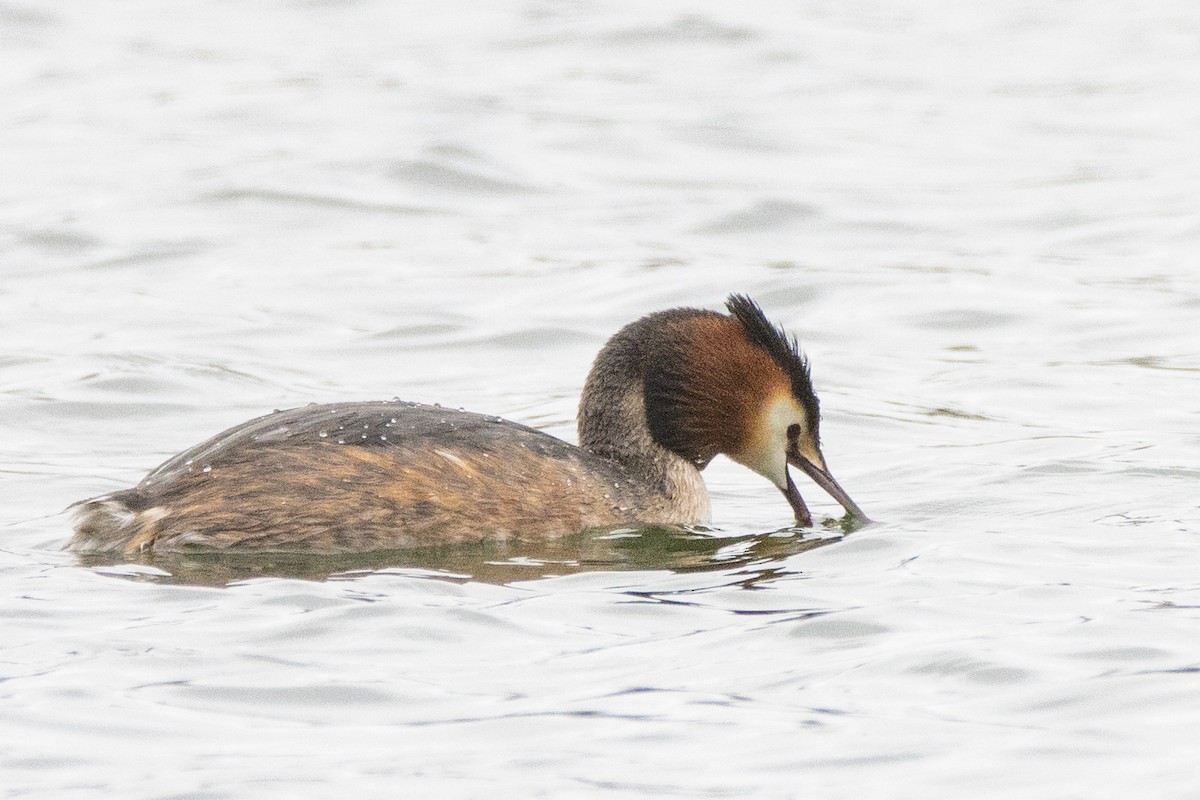 Great Crested Grebe - ML554611681