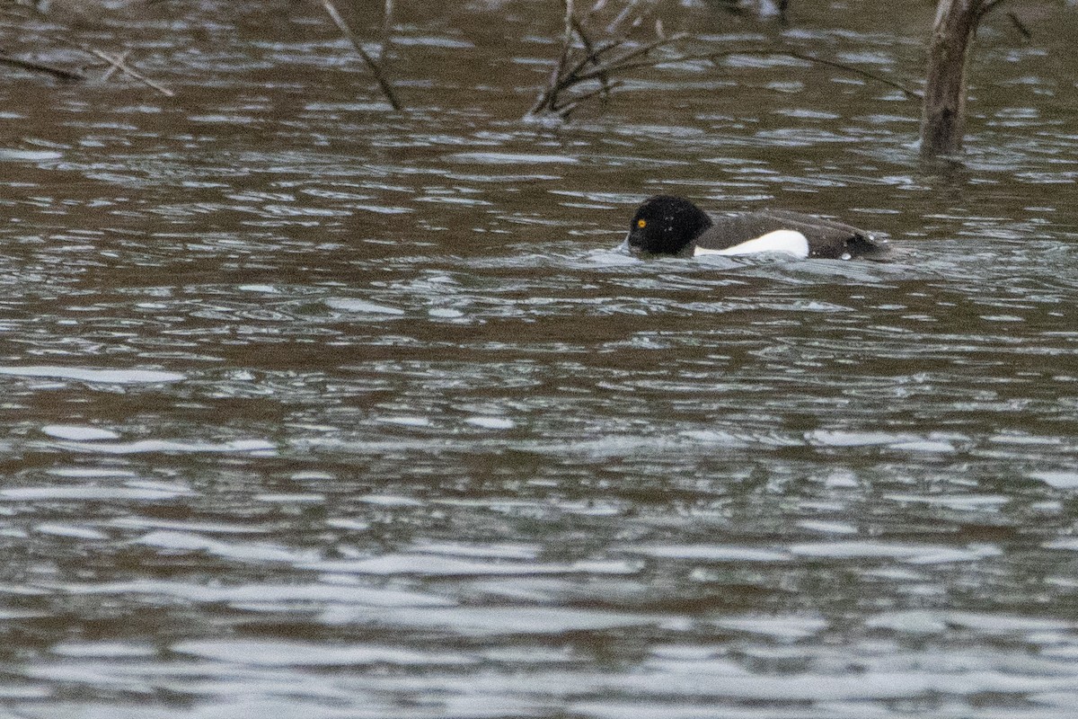 Tufted Duck - ML554611731