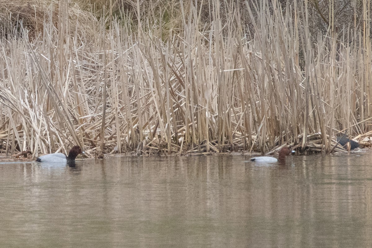 Common Pochard - ML554611781