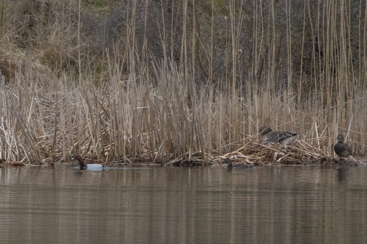 Common Pochard - ML554611791