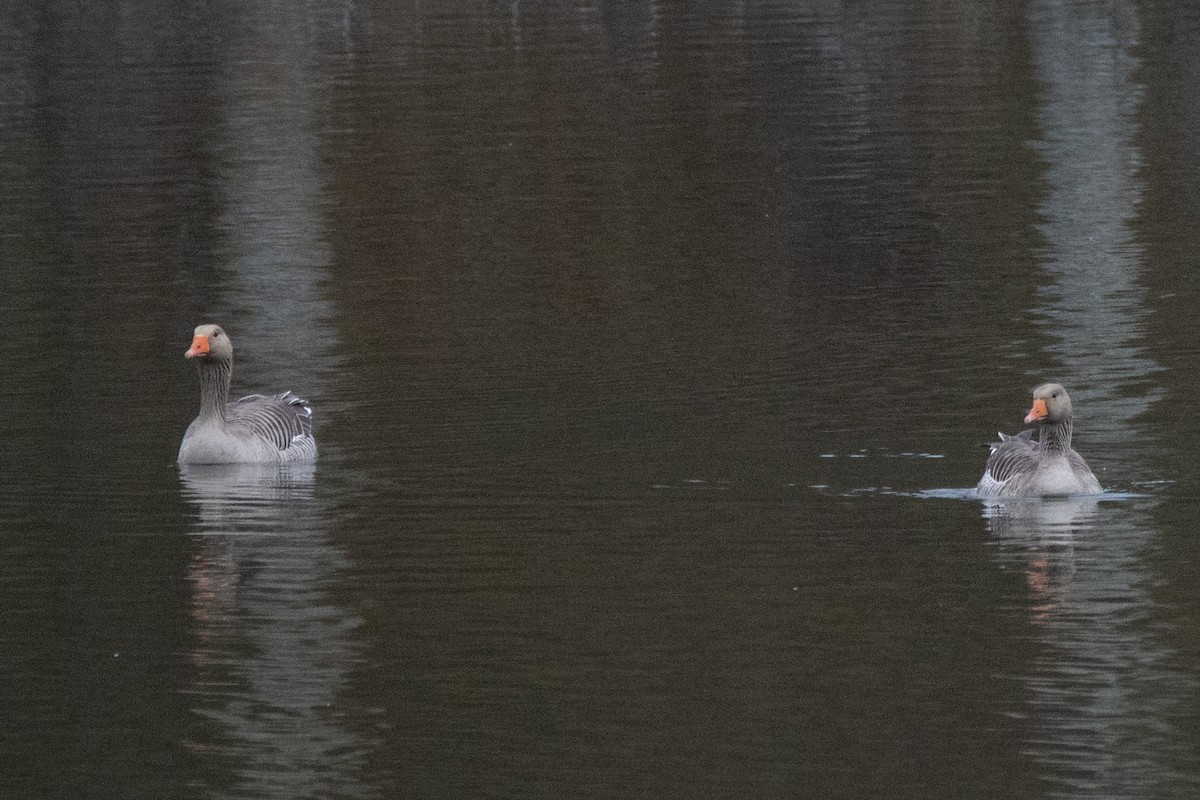 Graylag Goose - ML554611941