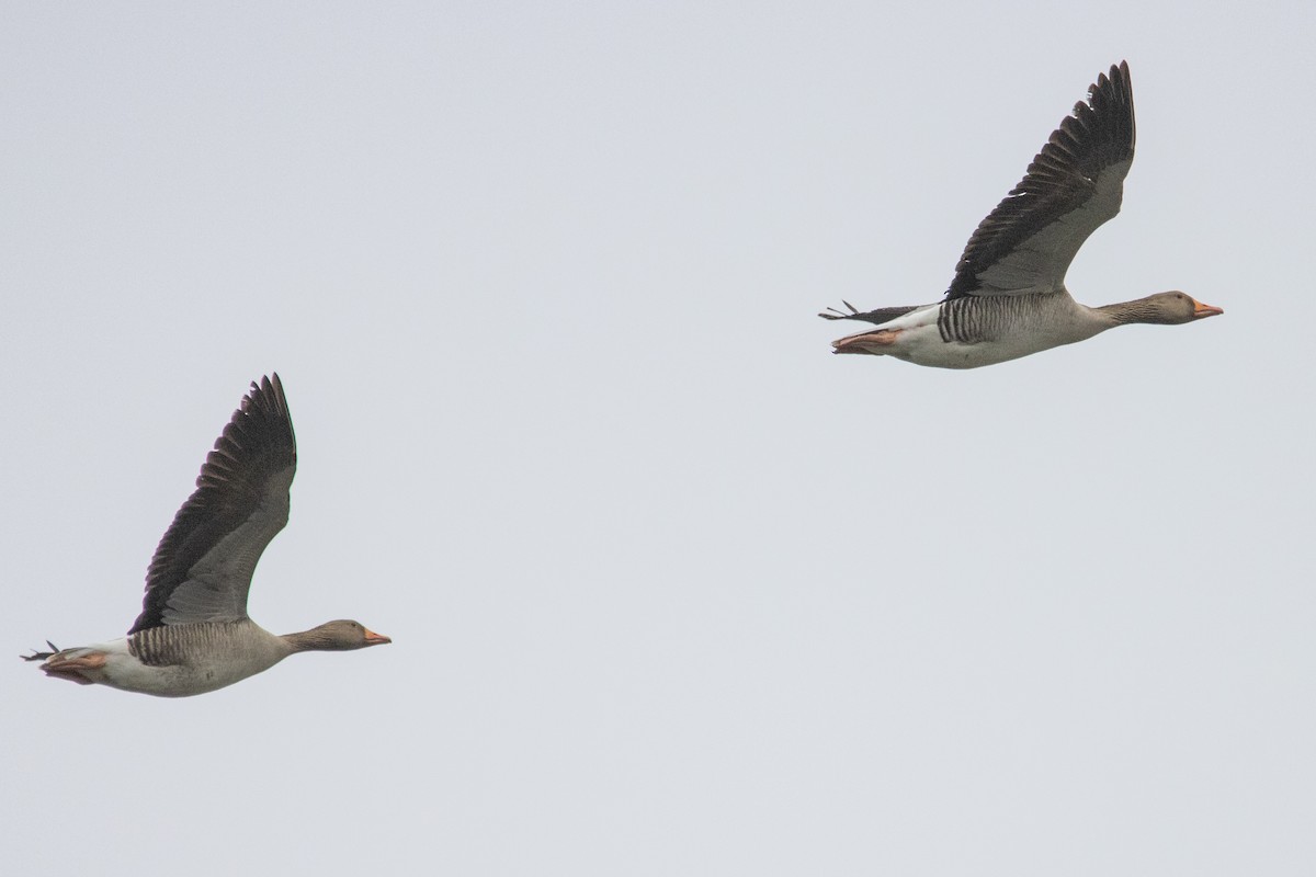 Graylag Goose - ML554611961