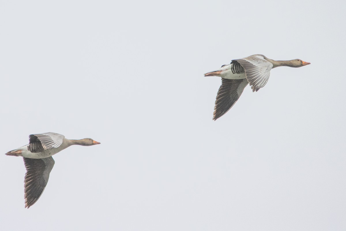 Graylag Goose - ML554611971