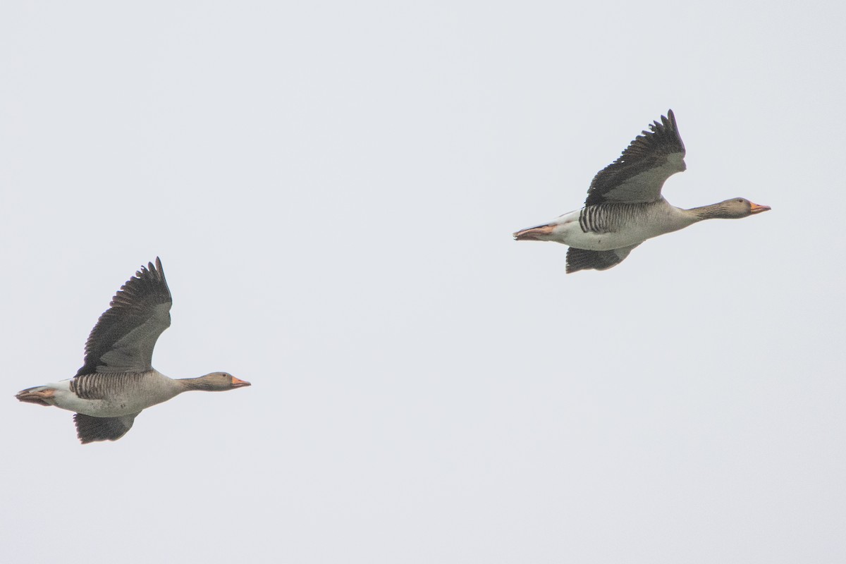 Graylag Goose - ML554611981