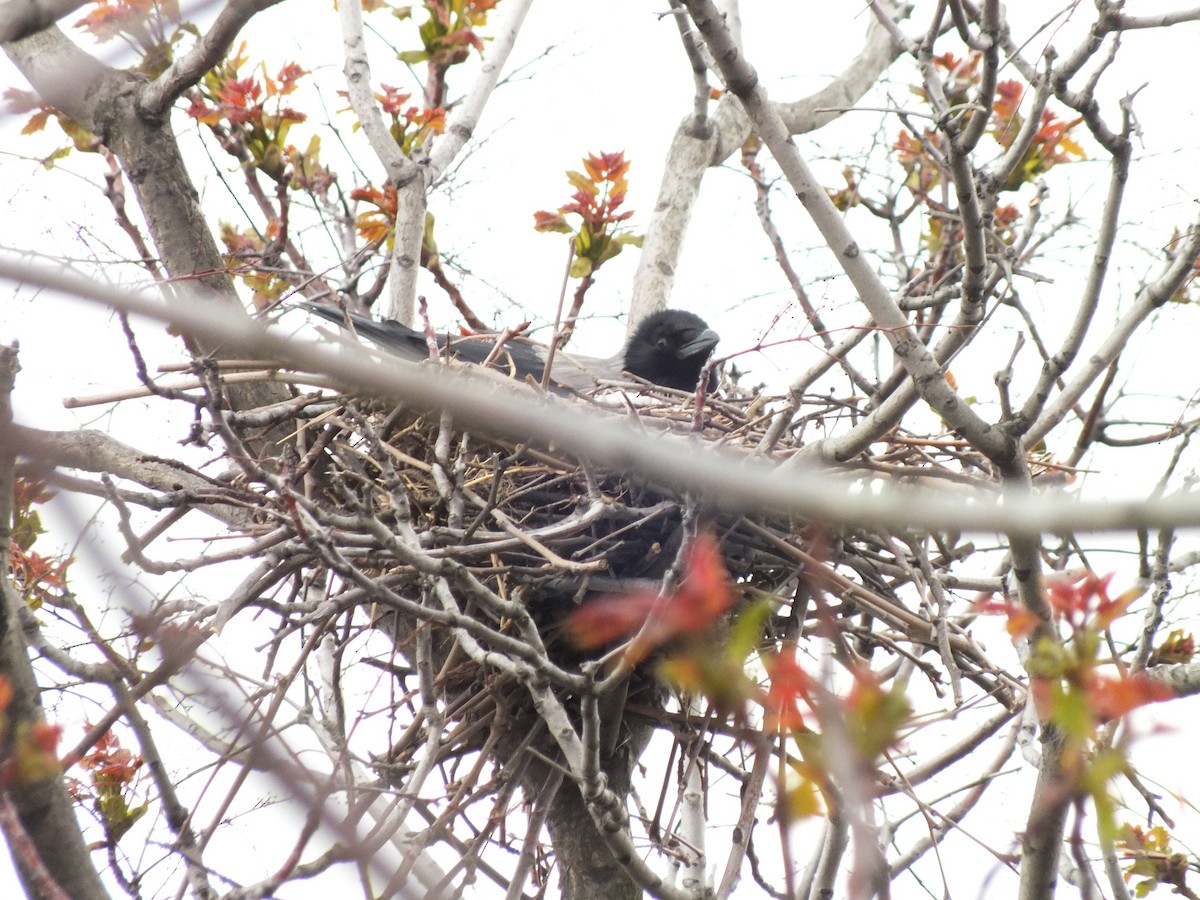 Hooded Crow - ML55461221
