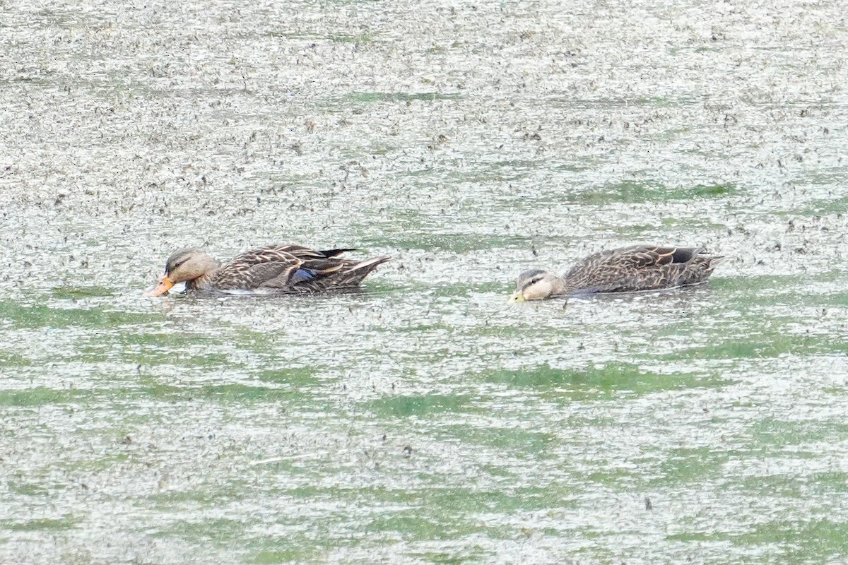 Mottled Duck - ML554612641