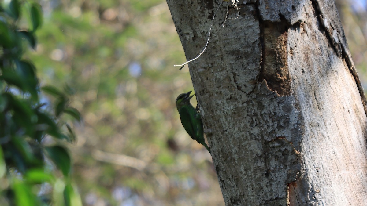 Grünohr-Bartvogel - ML554613181