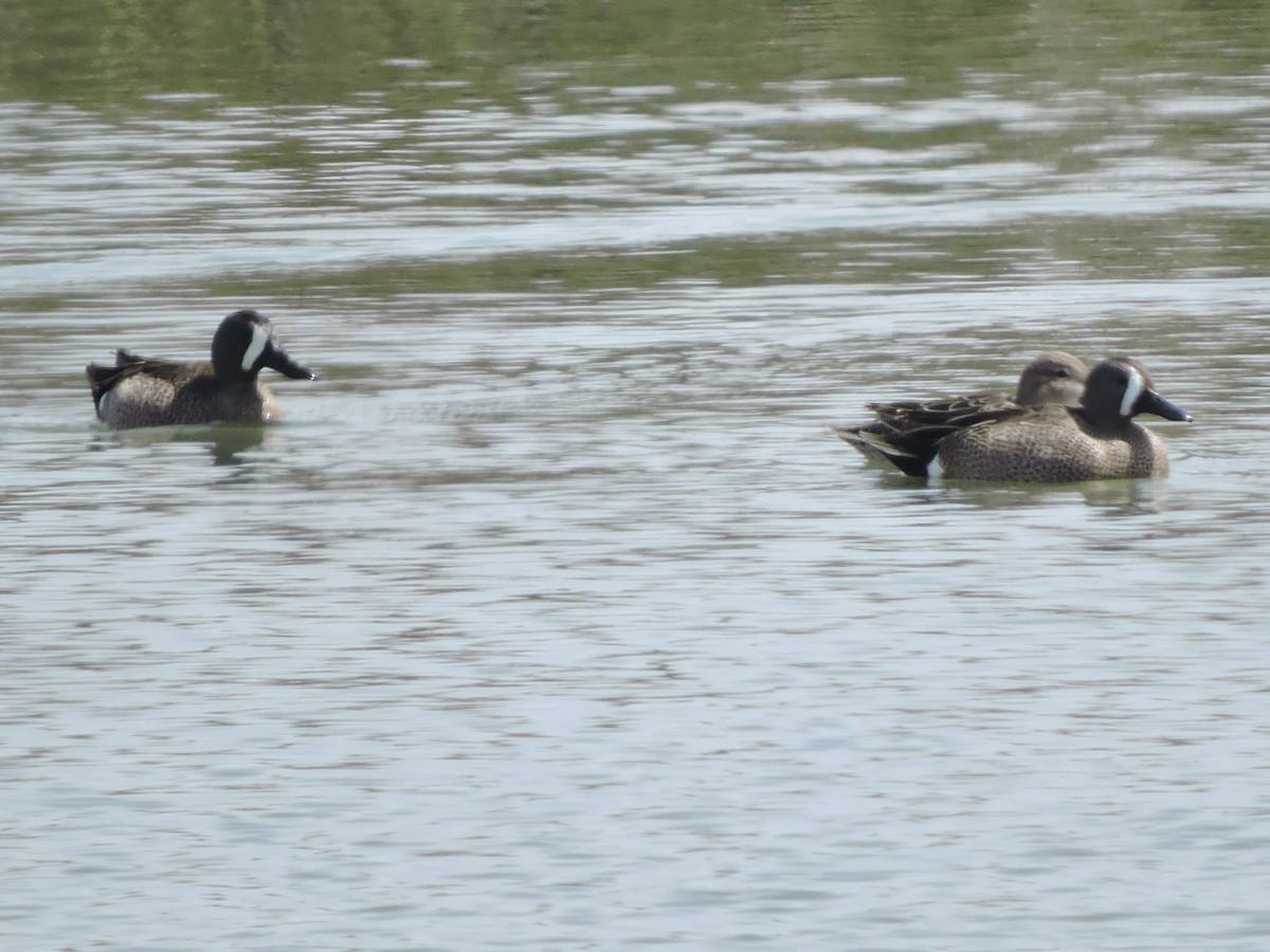 Blue-winged Teal - ML554613221