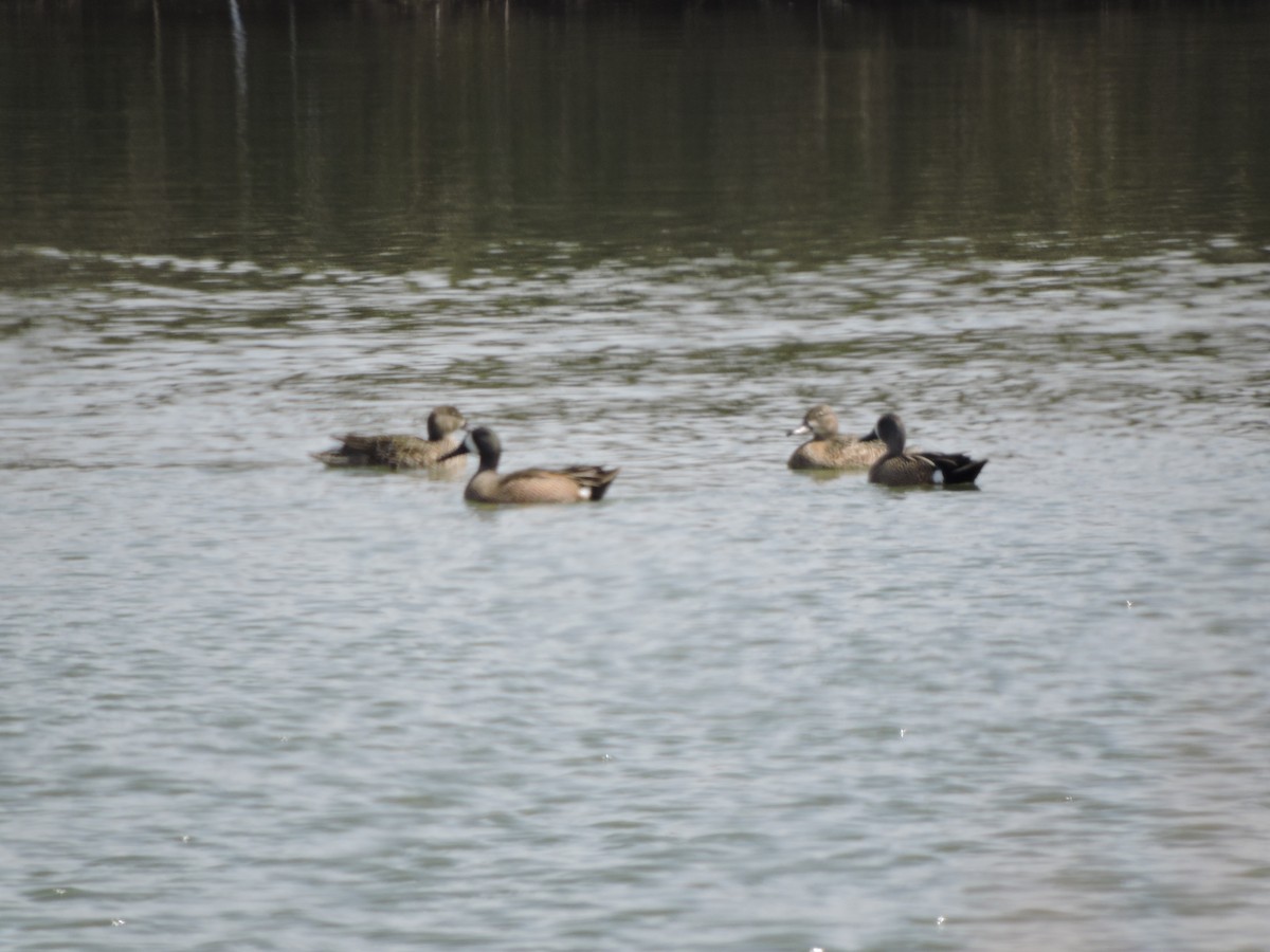 Blue-winged Teal - ML554613241