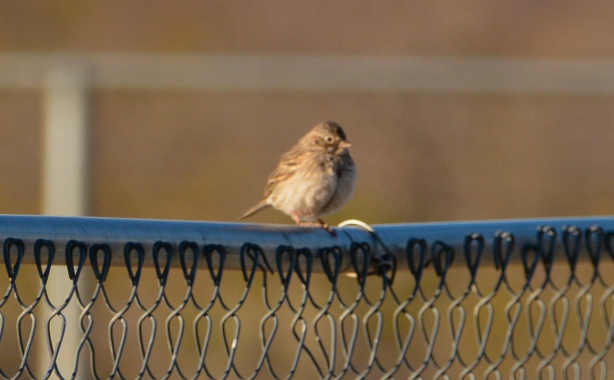 Vesper Sparrow - ML554613771