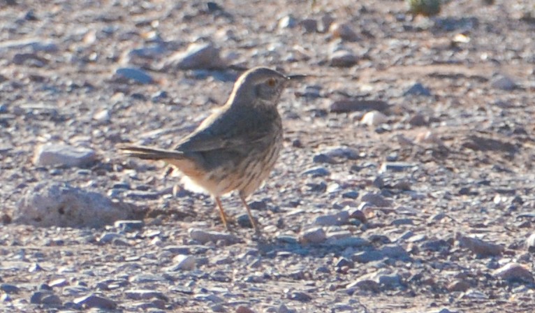 Sage Thrasher - ML554613851