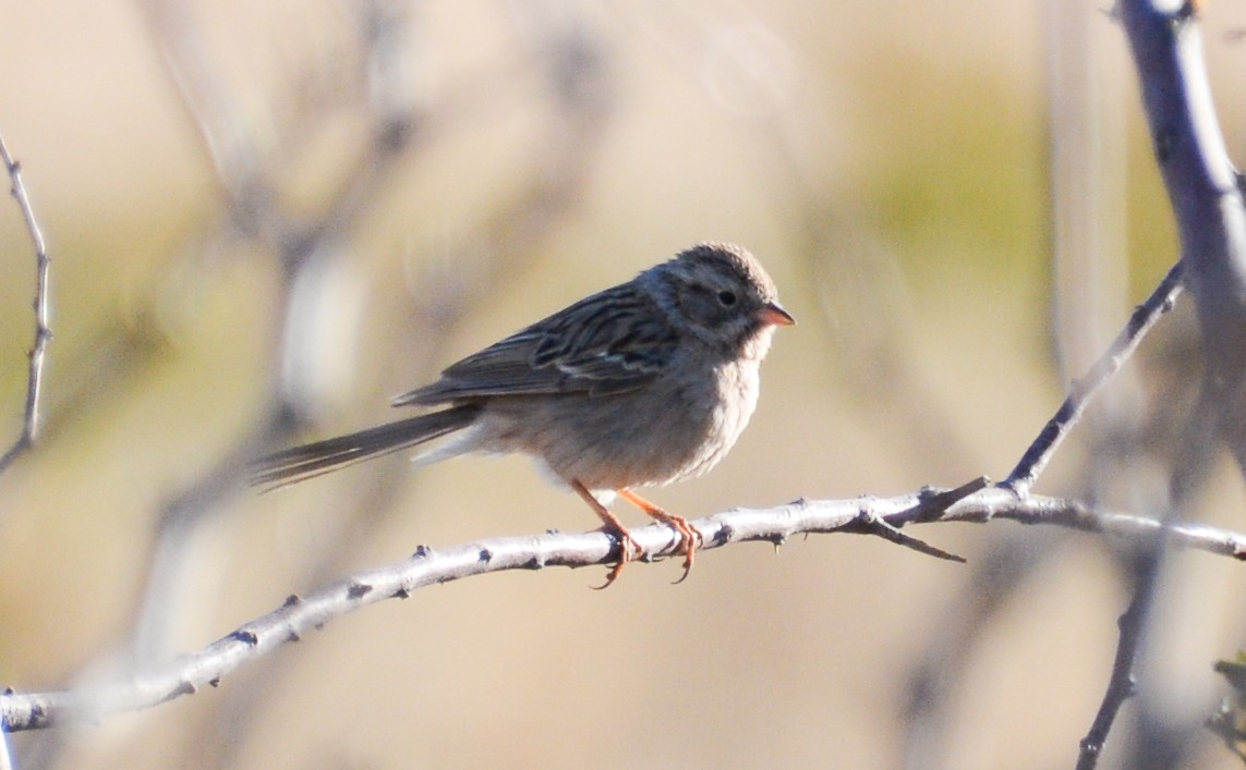 Brewer's Sparrow - Jim Wilson