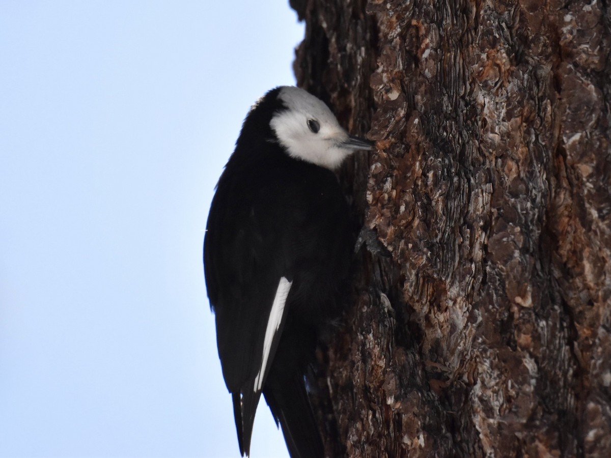 White-headed Woodpecker - ML554615181