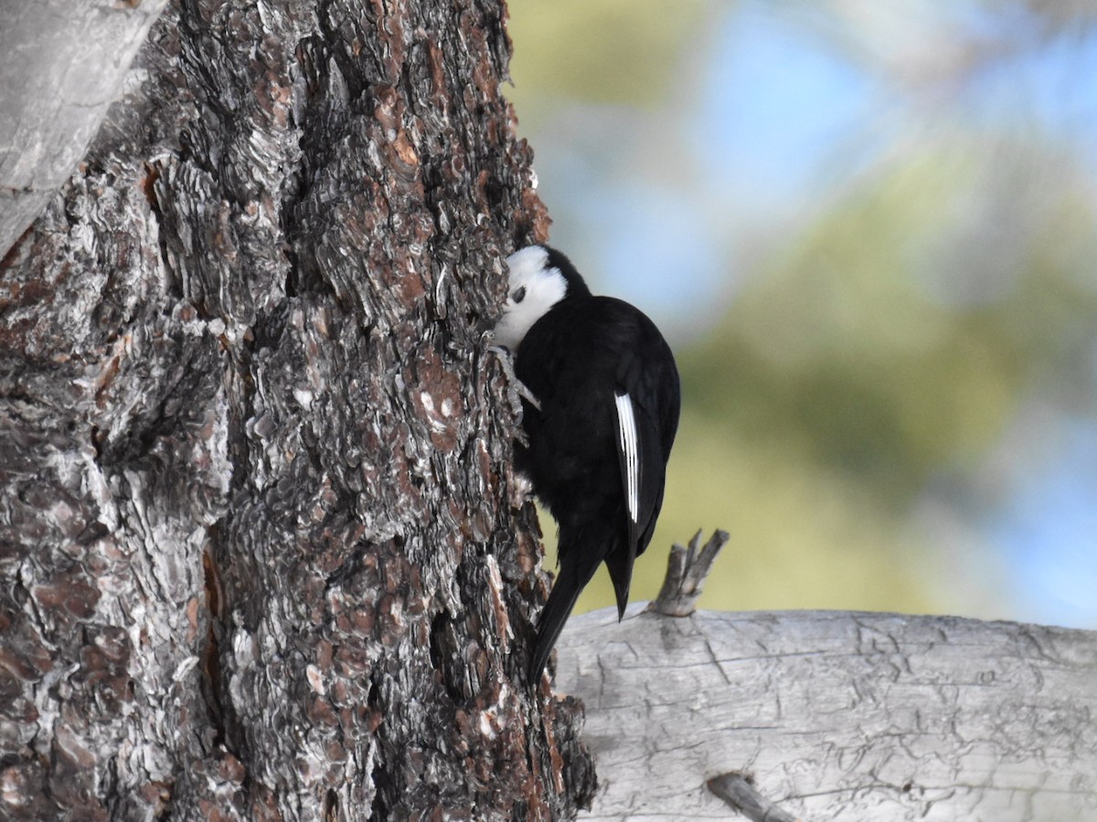 White-headed Woodpecker - ML554615191