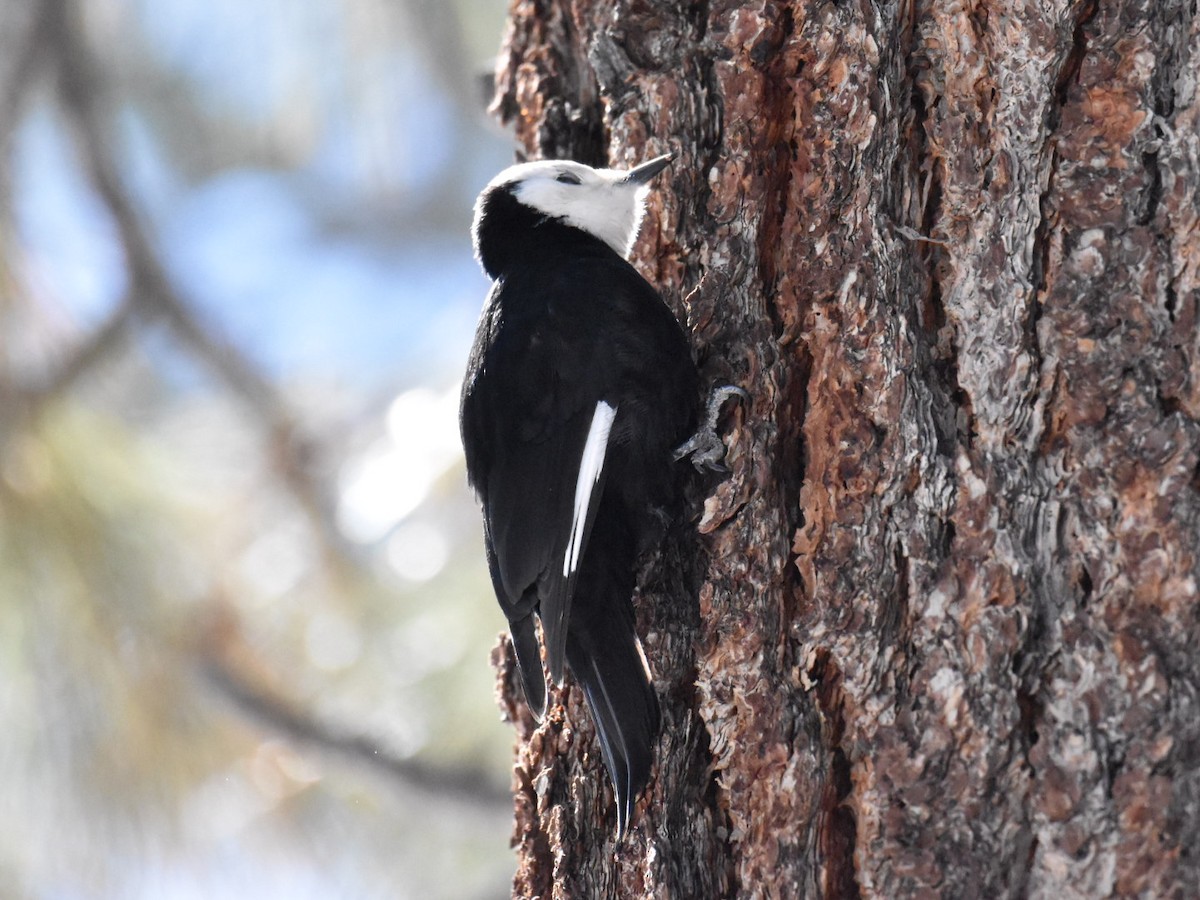 White-headed Woodpecker - ML554615201