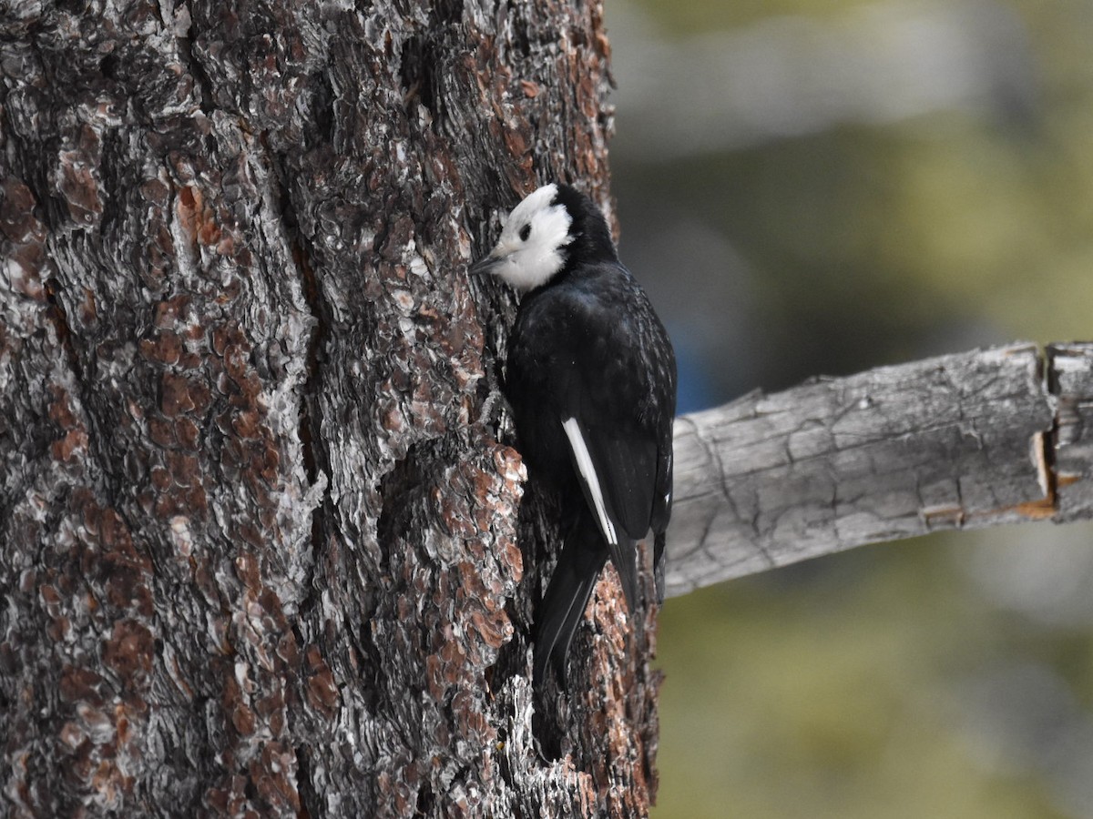 White-headed Woodpecker - ML554615221