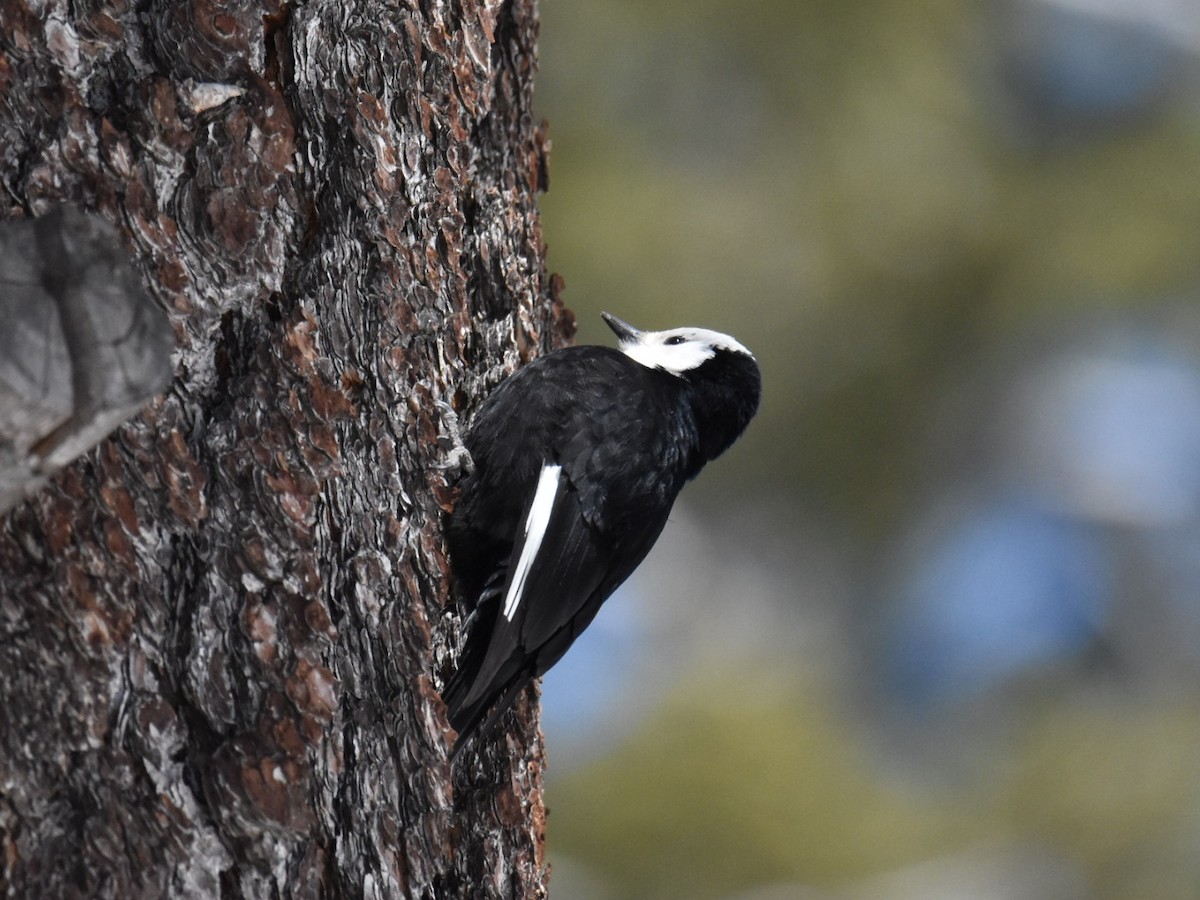 White-headed Woodpecker - ML554615231