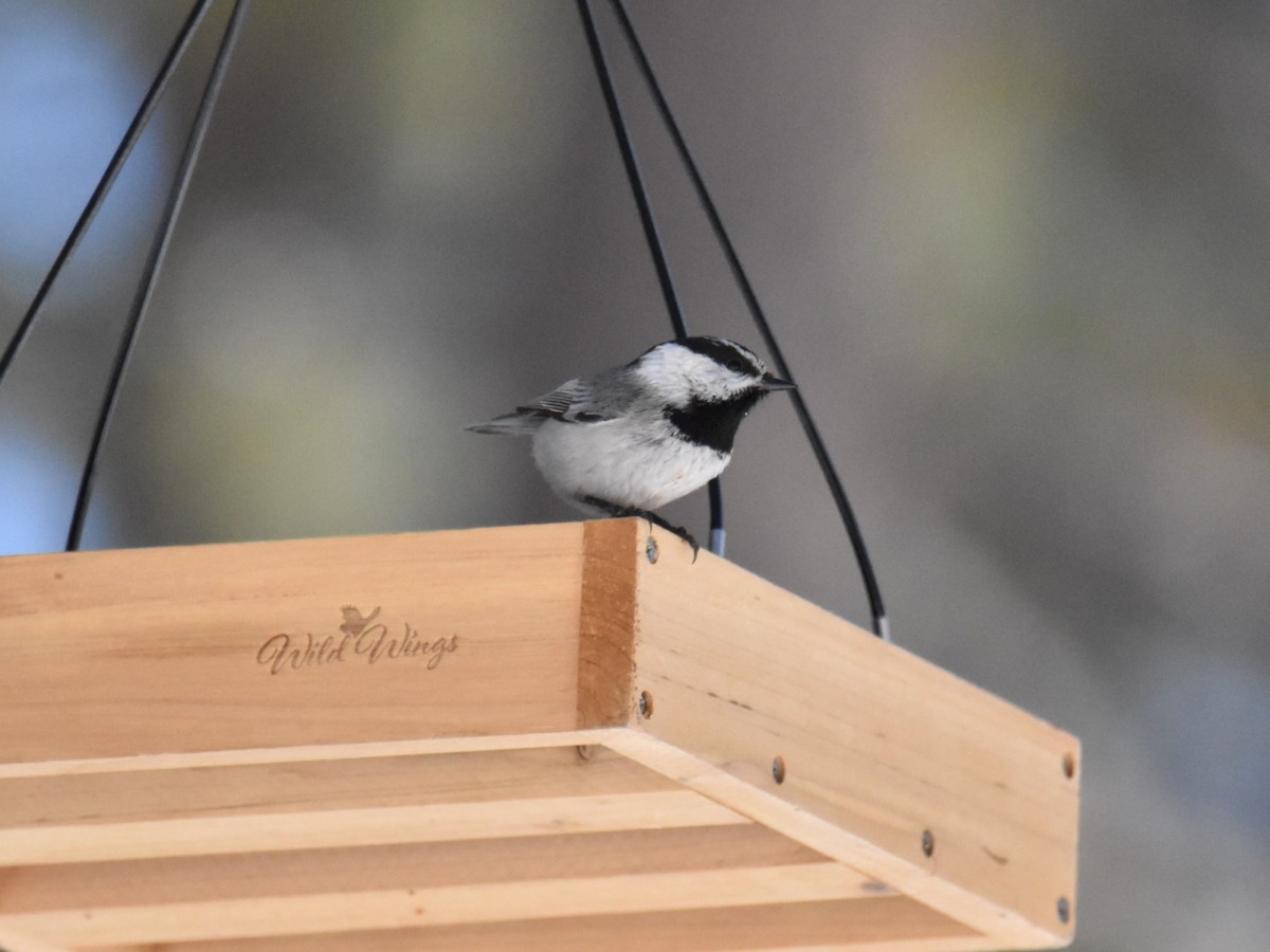 Mountain Chickadee - ML554615281