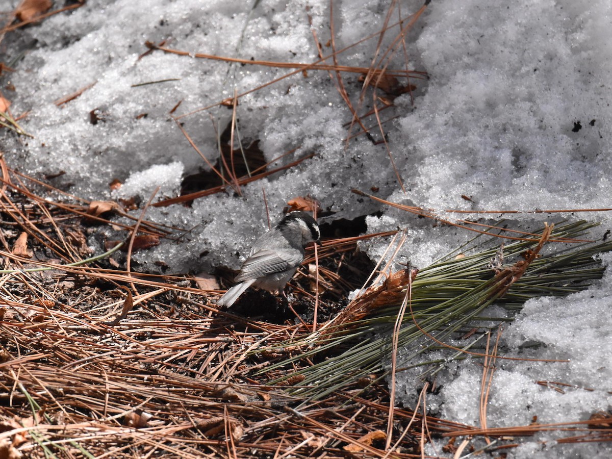 Mountain Chickadee - ML554615291