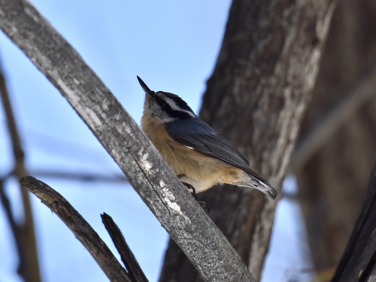 Red-breasted Nuthatch - ML554615341