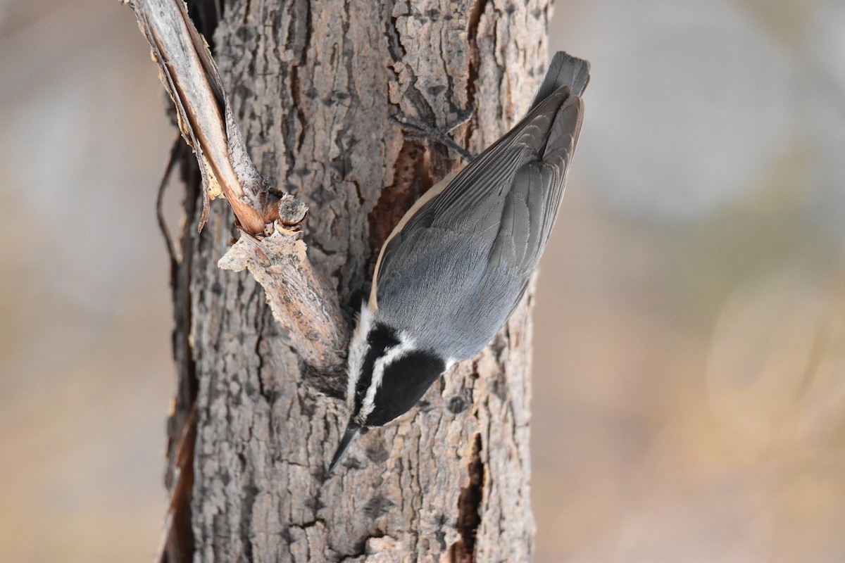 Red-breasted Nuthatch - ML554615351