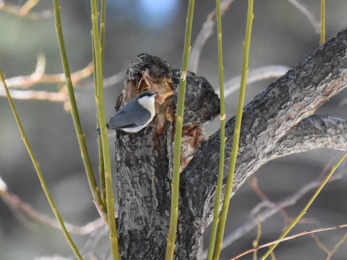 Pygmy Nuthatch - ML554615381
