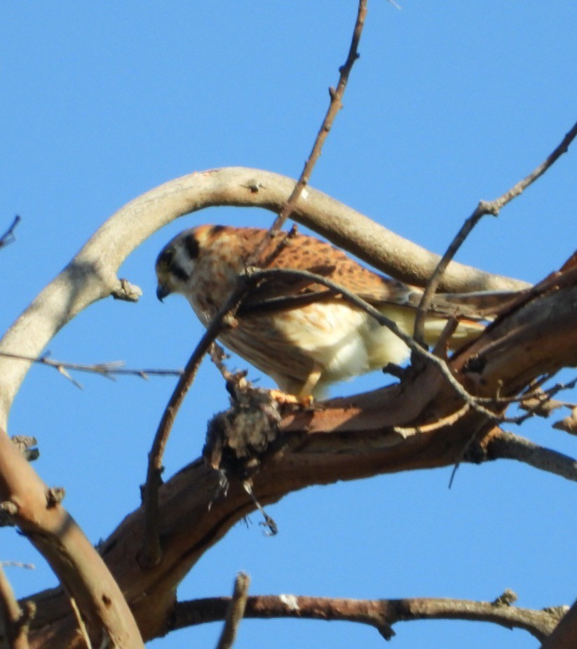 American Kestrel - ML554616121