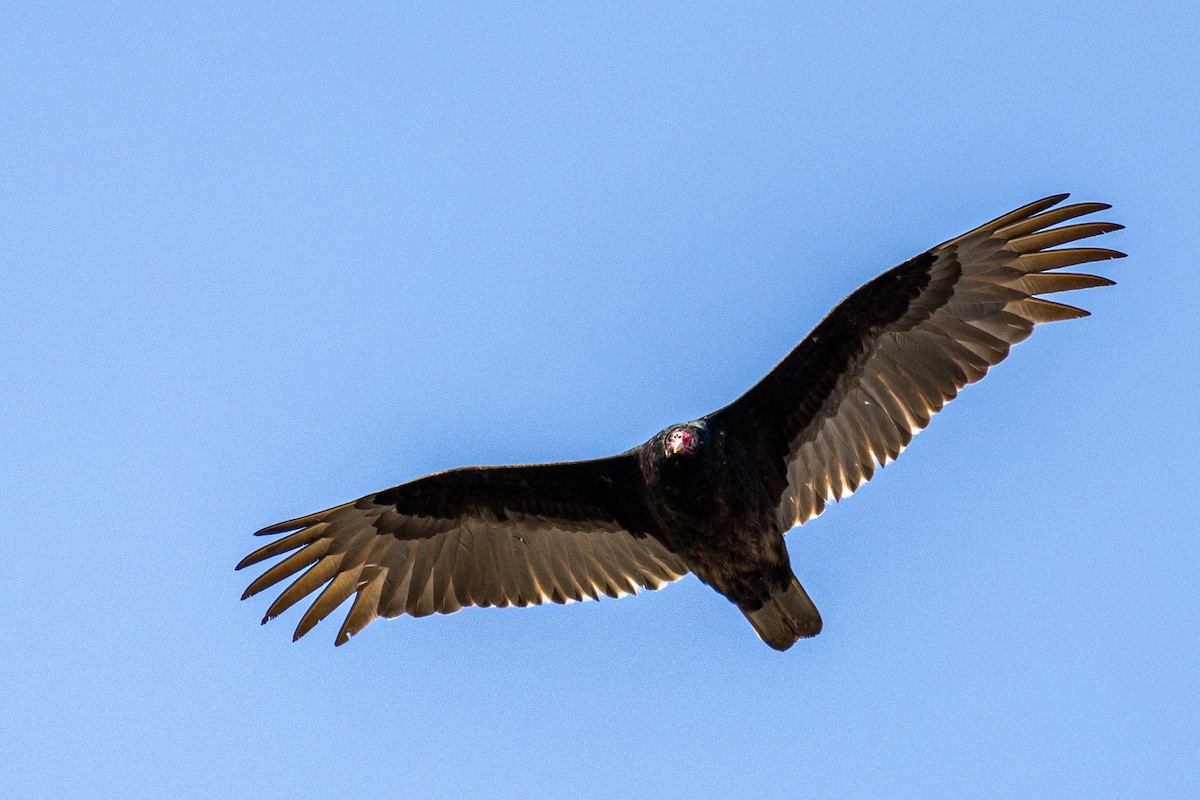 Turkey Vulture - ML554616161