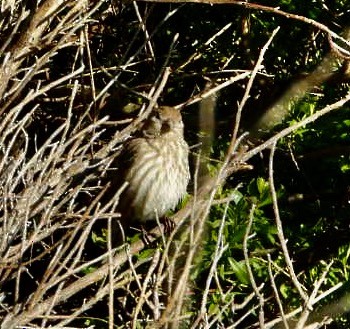 Northern House Wren - ML554616211