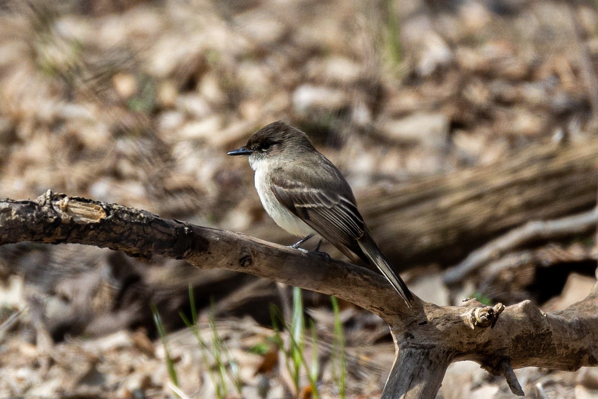 Eastern Phoebe - ML554616261