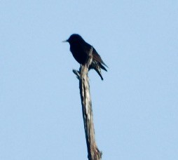 European Starling - ML554616271