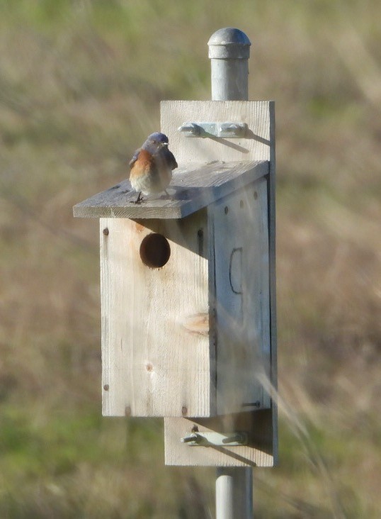 Western Bluebird - ML554616781