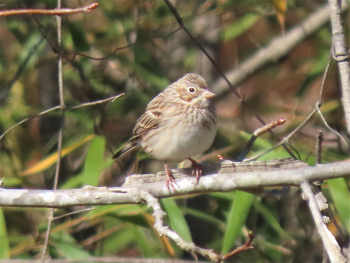 Vesper Sparrow - ML554617061