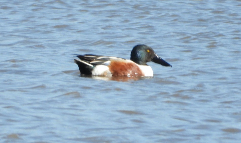 Northern Shoveler - ML554617151