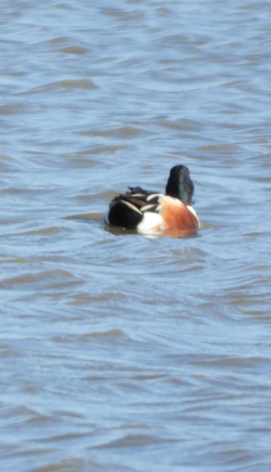 Northern Shoveler - ML554617211